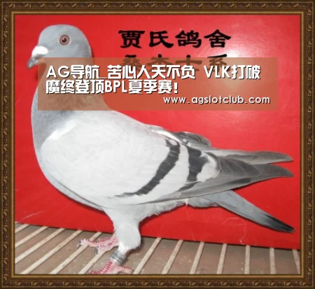 AG导航_苦心人天不负 VLK打破魔终登顶BPL夏季赛!(图4) AG专区